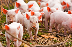 Все о повышении рентабельности промышленного свиноводства в России вы узнаете 10 октября на Деловом завтраке в Москве