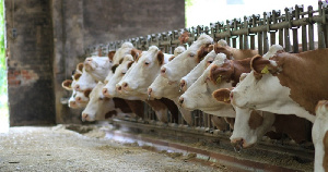 За 11 месяцев в Рязанской области производство мяса выросло на 13%