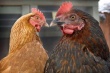 McDonald's может создать дефицит курятины в США