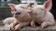 В Курской области в свинине выявлен геном АЧС