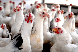Специалисты не обнаружили птичий грипп на предприятии крупного производителя куриного мяса в Приморье