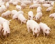 К 2016 году российский рынок свинины может увеличиться в 1,5 раза