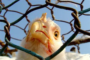 Украина запретила ввоз мяса птицы из Любуского воеводства Польши