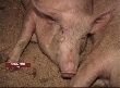 Тульское правительство возместит убытки свиноводам