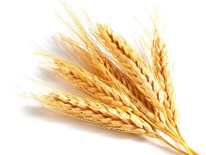 Цены на пшеницу в РФ с начала года упали на треть – Минсельхоз
