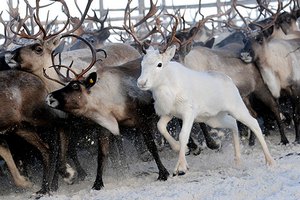 Эксперт: потенциал оленеводства в Якутии используется только на 42%