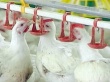 Свердловская область: птицефабрики снова выставляют на продажу