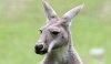 Австралия хочет возобновить поставки мяса кенгуру в РФ