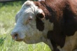 Оренбург: мясное скотоводство будут рекламировать на специальной  демонстрационной ферме