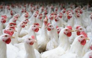 Украина будет поставлять мясо птицы в Сингапур