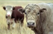 Инвестпроект "Алтайское мясо" за 3 млрд руб реализуют до 2020 г