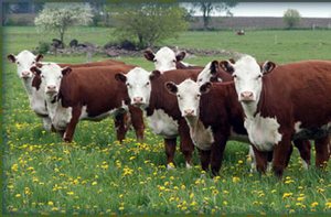 Поголовье крупного рогатого скота в Подмосковье в сентябре 2017 года снизилось на 2,2%  