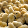 Мощность племрепродуктора в Челябинской области составит 1 млн цыплят родительских форм «Смена 9» в год