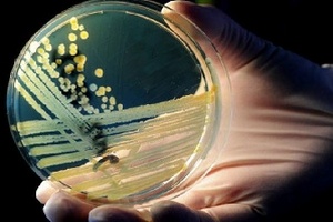 Бактерии из куриного помета могут стать ценным источником пробиотиков для комбикормов