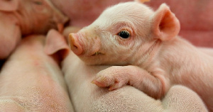 КНР: Wens Foodstuffs Group планирует к 2024 году втрое нарастить продажи