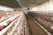 Мнение эксперта: Россия полностью обеспечивает себя яйцами и мясом