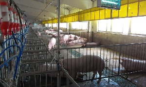 Приморский свиноводческий комплекс «Грин Стар III» увеличил количество свиней до 8,7 тысяч голов. 