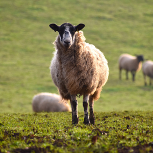 За семь лет поголовье овец сократилось на 16%
