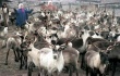 Фермеры Камчатки просят чиновников отдать оленей в аренду