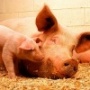 «Русагро» решило расширить свой масштабный животноводческий проект в Тамбовской области восьмым свинокомплексом