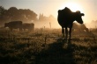 В Бразилии сократился убой скота