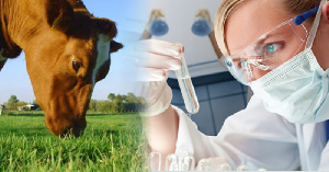 На Вологодской области начнут проводить ДНК-диагностику крупного рогатого скота