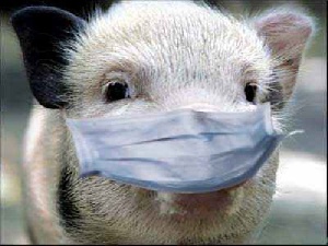 Еврокомиссия обвиняет Россию в распространении африканской чумы свиней