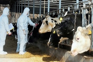 Редкая форма бешенства коров обнаружена в США