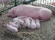 Красноярский край захватывает эпидемия свиной чумы