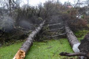 Миллионный ущерб принес ураган сельхозпредприятиям Сахалина