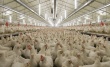 Первая партия куриного мяса с восстановленного после пожара инкубатора птицефабрики "Томская" ожидается в сентябре