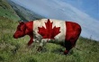 Правительство Канады поддержит скотоводческий сектор новыми крупными субсидиями