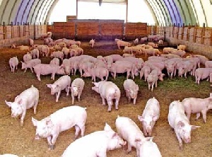 В Тульской области возлагают большие надежды на два мясных проекта