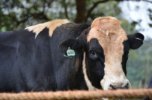 В Ярославской области у животноводства крепкая основа
