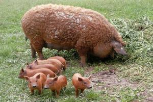 Зауральский фермер увлекся разведением мохнатых свиней