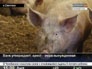 За долги предпринимателя арестованы свиньи