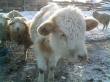В Бурятии зимовка скота происходит штатно
