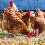 Бразилия приостановила экспорт мяса птицы из-за случая болезни Ньюкасла