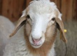 Традиционная выставка племенных овец и коз планируется в Забайкальском крае на начало июня