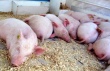 Работу свинофермы в Чувашии могут остановить на 90 суток