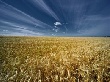 Южному Уралу нужно зерно из федеральных закромов. Всё своё уже использовали