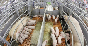 В башкирских СГЦ «Тавроса» будут ежегодно выращивать 20 тысяч племенных свиней