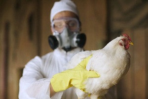  В Болгарии зафиксирована вспышка птичьего гриппа H5N8