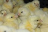 В Чеченской Республике открылась еще одна птицефабрика