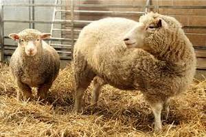 В Туркмении работникам госпредприятия выдали зарплату овцами