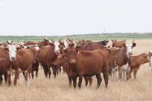 В этом году в Якутию поступило более 1,1 тыс. голов племенного скота