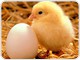 "Курскэнерго" не признало вину в гибели цыплят на горшеченской птицефабрике 