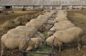 В Тверской области создают крупные овцеводческие хозяйства