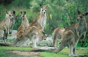 Россия может снять ограничения на ввоз рыбы из района Фукусимы и мяса кенгуру из Австралии