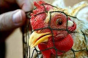 В Калининградской области задержано 27 тонн куриного мяса из Турции В Калининградской области задержано 27 тонн куриного мяса из Турции